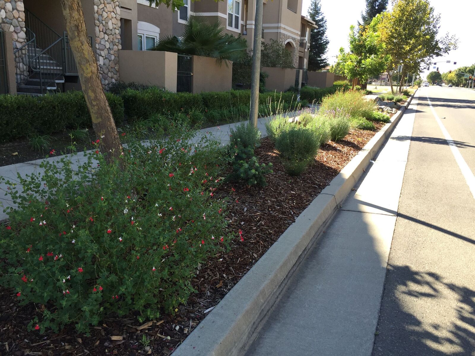 Drought-tolerant plants installed at Avanath’s Natomas Park community in Sacramento, Calif.