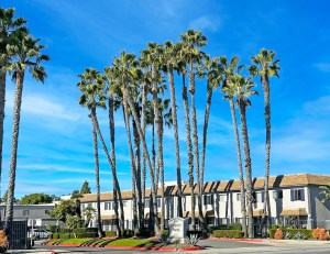 Regency Palms. Image courtesy of The Mogharebi Group