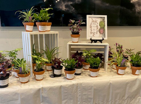 A collection of potted plants.