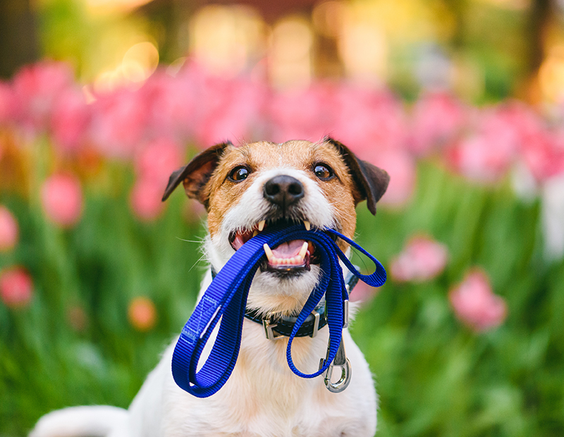 Terrier holding his leash in a field of flowers