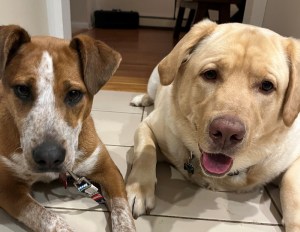 Picture of two dogs