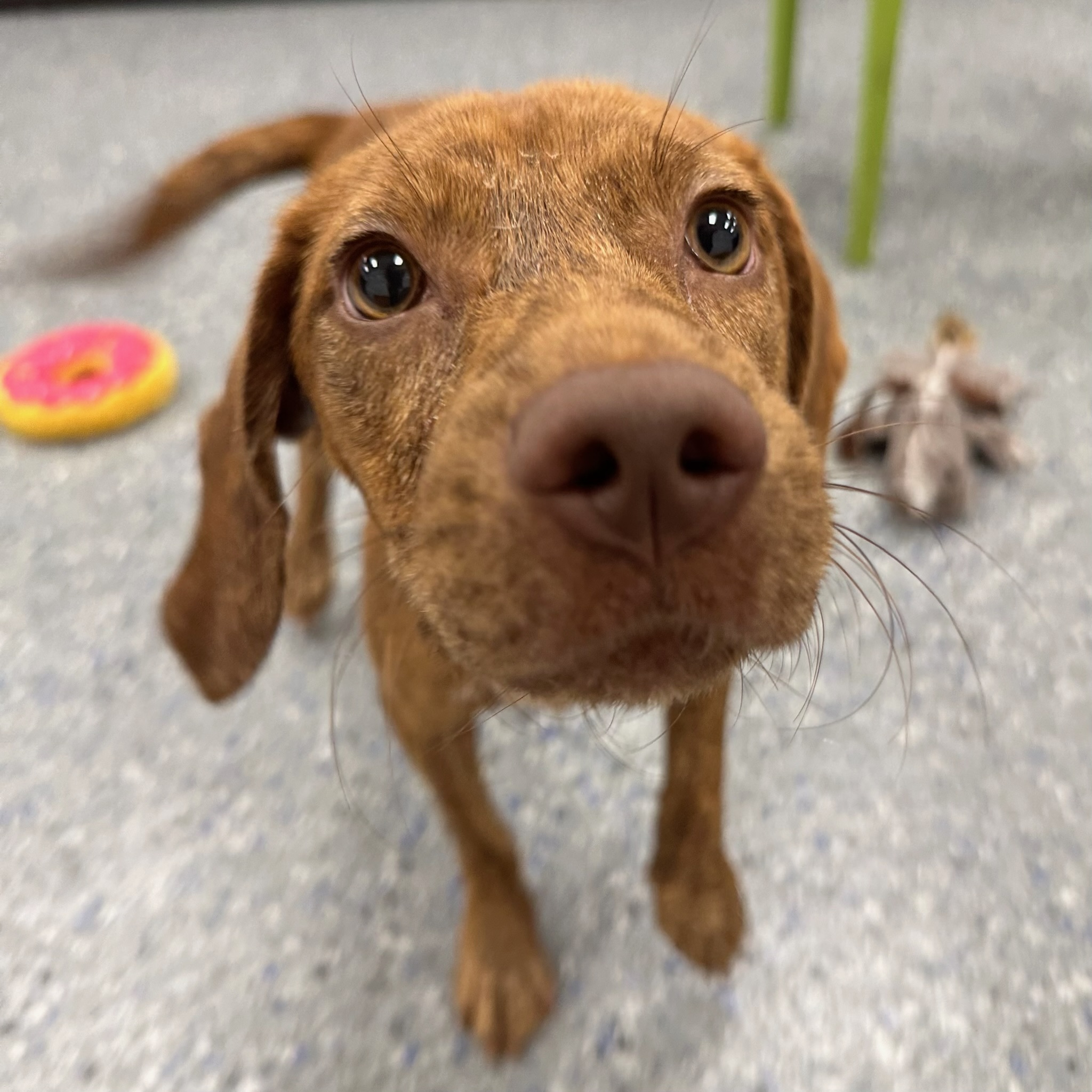 an adopted dog
