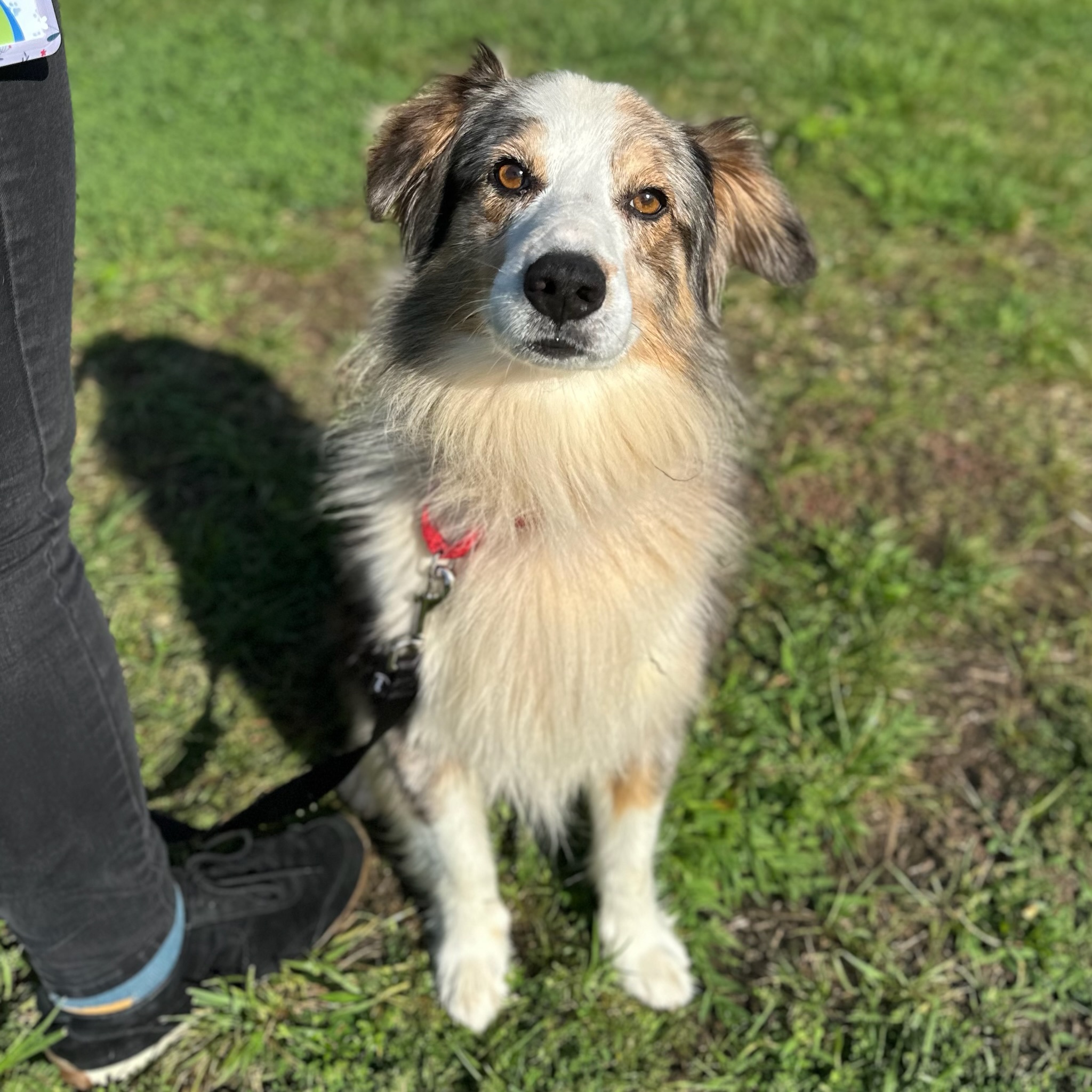 an adopted dog