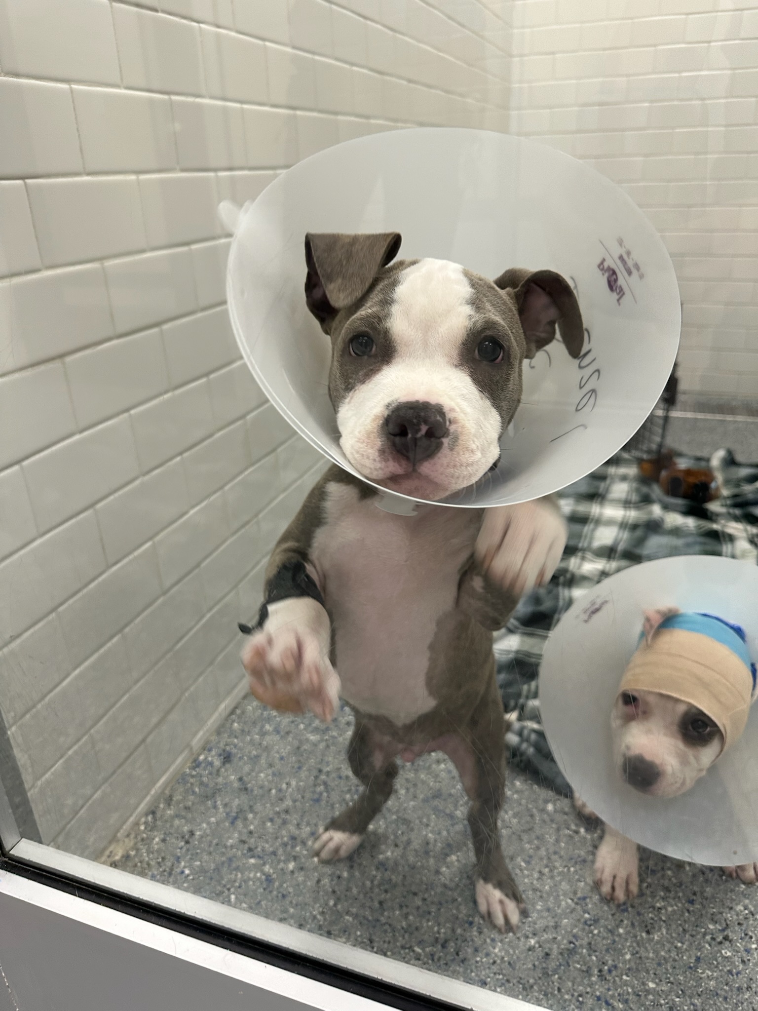 an adopted dog
