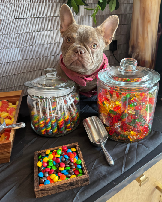 Dog sitting beside jars of candy at a pet-friendly resident event in an apartment community.
