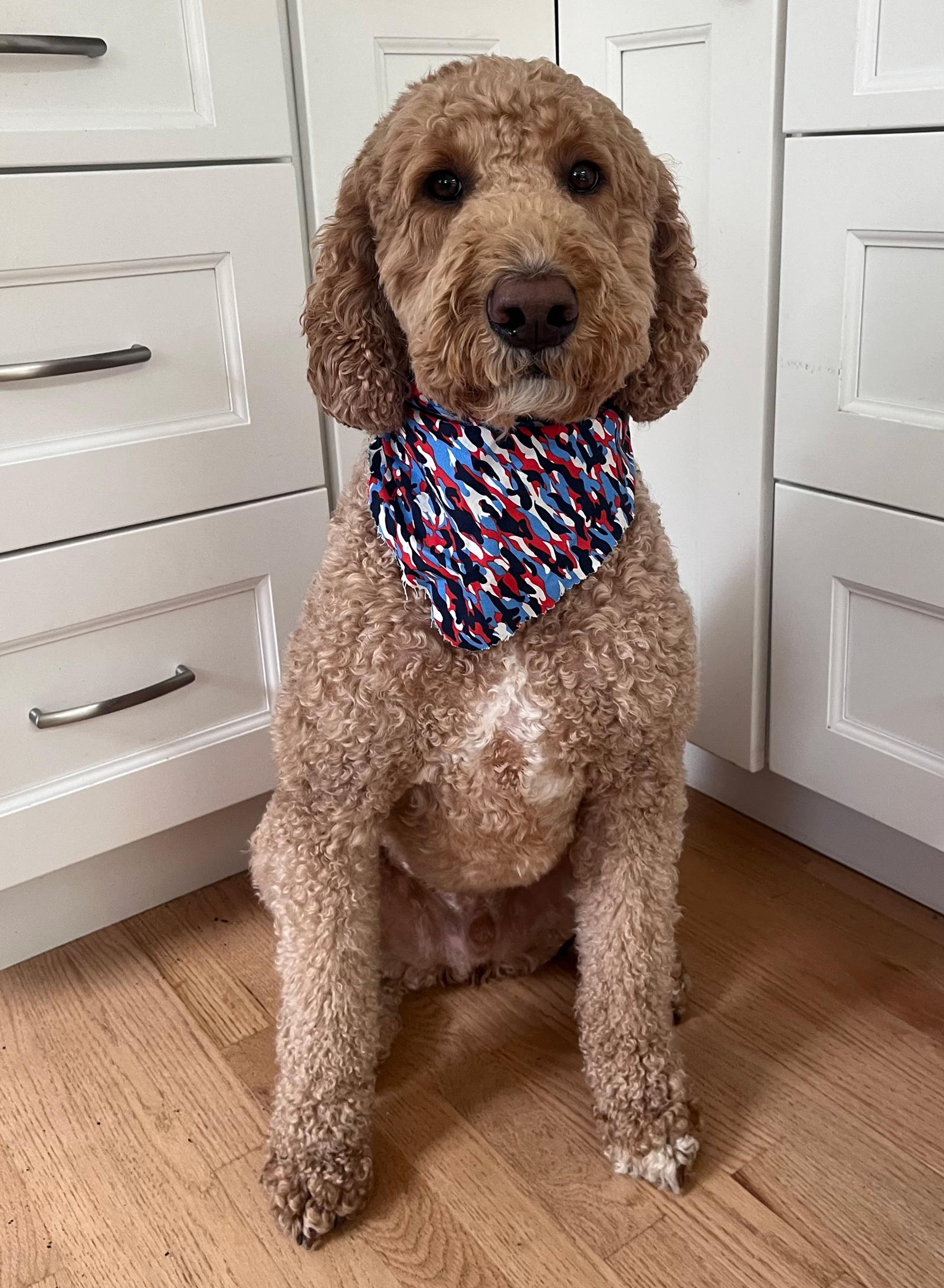 Pup waiting for a cookie