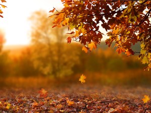 Image of fall leaves.